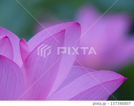 美しい蓮の花 美しい蓮の花 137398807