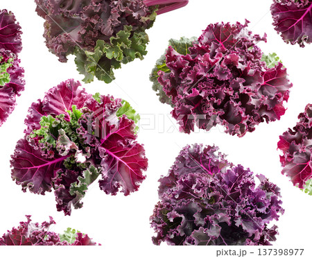 Fresh red and green curly kale leaves arranged in a seamless pattern, isolated on white background. Concept of healthy food Fresh red and green curly kale leaves arranged in a seamless pattern, isolated on white background. Concept of healthy food 137398977