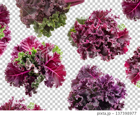 Fresh red and green curly kale leaves arranged in a seamless pattern, isolated on white background. Concept of healthy food Fresh red and green curly kale leaves arranged in a seamless pattern, isolated on white background. Concept of healthy food 137398977