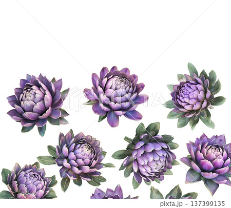 Multiple purple-pink blooming flowers with green leaves isolated on white background, botanical floral pattern concept 137399135