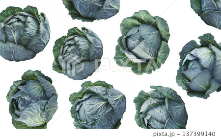 Fresh cabbage heads with rich green textured leaves isolated on white background, healthy organic produce 137399140