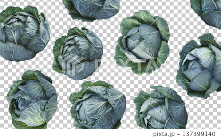 Fresh cabbage heads with rich green textured leaves isolated on white background, healthy organic produce 137399140