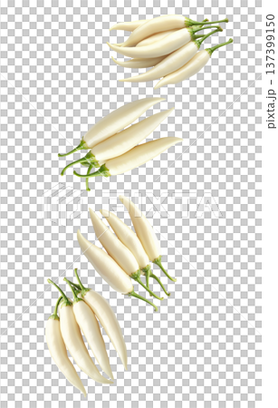 Fresh white chili peppers with green stems arranged in groups, isolated on a white background. Concept of spicy food Fresh white chili peppers with green stems arranged in groups, isolated on a white background. Concept of spicy food 137399150