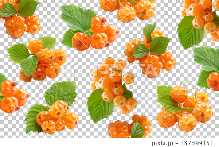 Fresh cloudberries with green leaves arranged in seamless pattern on white background, concept of fruit harvest and freshness Fresh cloudberries with green leaves arranged in seamless pattern on white background, concept of fruit harvest and freshness 137399151