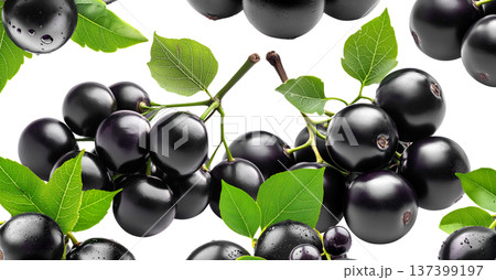 Fresh ripe black jamun fruits or jabuticaba with green leaves, isolated on white background. Concept of tropical summer fruits Fresh ripe black jamun fruits or jabuticaba with green leaves, isolated on white background. Concept of tropical summer fruits 137399197
