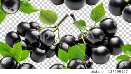 Fresh ripe black jamun fruits or jabuticaba with green leaves, isolated on white background. Concept of tropical summer fruits Fresh ripe black jamun fruits or jabuticaba with green leaves, isolated on white background. Concept of tropical summer fruits 137399197