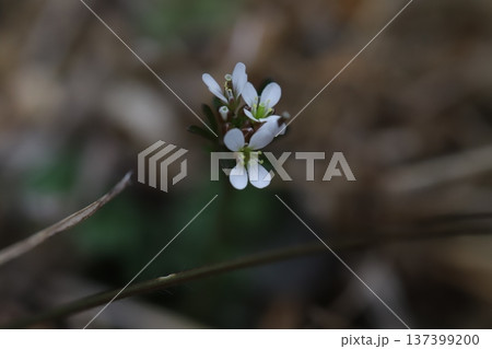 早春の道端に咲く白い小さなタネツケバナの花 早春の道端に咲く白い小さなタネツケバナの花 137399200
