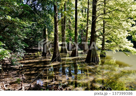 篠栗九大の森 神秘的な光景 落羽松(ラクウショウ) 篠栗九大の森 神秘的な光景 落羽松(ラクウショウ) 137399386