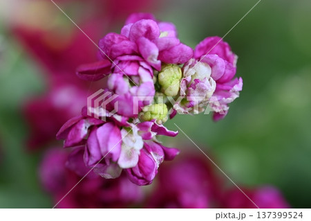 紫色の花 紫色の花 137399524