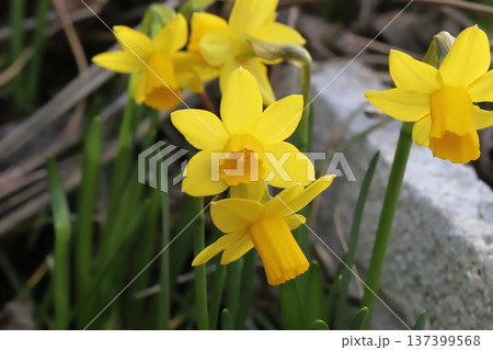 早春の庭に咲く黄色い小さなミニスイセン(テターテート)の花 早春の庭に咲く黄色い小さなミニスイセン(テターテート)の花 137399568