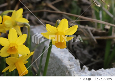 早春の庭に咲く黄色い小さなミニスイセン（テターテート）の花 137399569