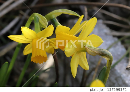 早春の庭に咲く黄色い小さなミニスイセン(テターテート)の花 早春の庭に咲く黄色い小さなミニスイセン(テターテート)の花 137399572