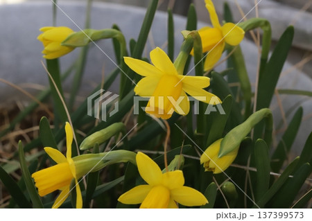 早春の庭に咲く黄色い小さなミニスイセン(テターテート)の花 早春の庭に咲く黄色い小さなミニスイセン(テターテート)の花 137399573