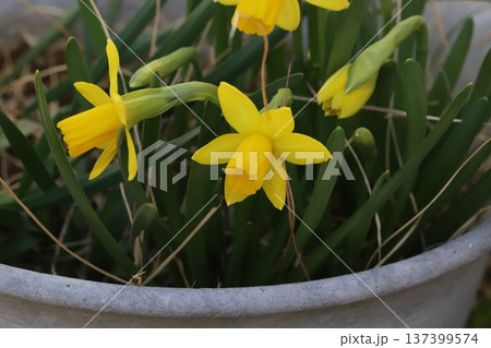 早春の庭に咲く黄色い小さなミニスイセン（テターテート）の花 137399574