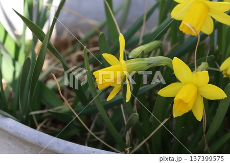 早春の庭に咲く黄色い小さなミニスイセン(テターテート)の花 早春の庭に咲く黄色い小さなミニスイセン(テターテート)の花 137399575