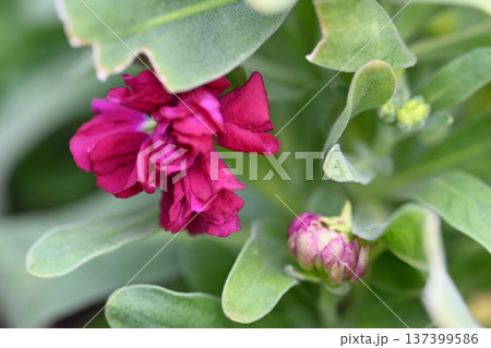 赤紫色の花 赤紫色の花 137399586
