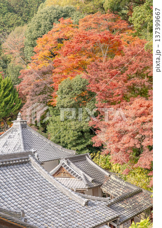 京都府長岡京市　西山　楊谷寺 (柳谷観音)　境内の紅葉（心参道から見下ろす景色） 137399667