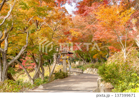 京都府長岡京市 西山 楊谷寺 (柳谷観音) 境内の紅葉(心参道のもみじ) 京都府長岡京市 西山 楊谷寺 (柳谷観音) 境内の紅葉(心参道のもみじ) 137399671