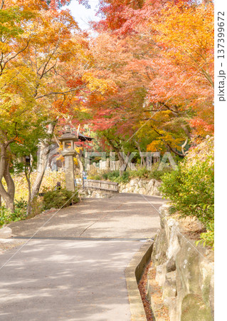 京都府長岡京市　西山　楊谷寺 (柳谷観音)　境内の紅葉（心参道のもみじ） 137399672