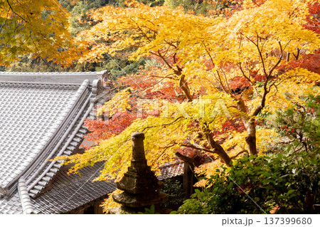 京都府長岡京市　西山　楊谷寺 (柳谷観音)　境内の紅葉（眼力稲荷から見下ろす浄土苑のもみじ） 137399680