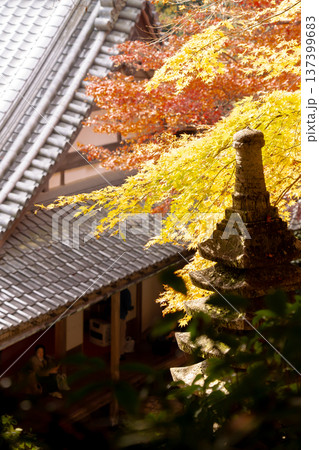 京都府長岡京市　西山　楊谷寺 (柳谷観音)　境内の紅葉（眼力稲荷から見下ろす浄土苑のもみじ） 137399683