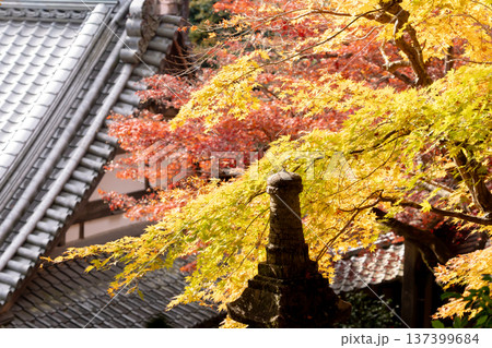 京都府長岡京市　西山　楊谷寺 (柳谷観音)　境内の紅葉（眼力稲荷から見下ろす浄土苑のもみじ） 137399684