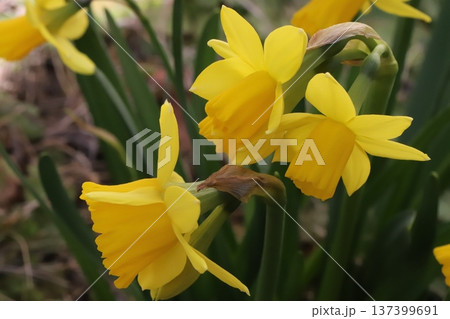 早春の庭に咲く黄色い小さなミニスイセン(テターテート)の花 早春の庭に咲く黄色い小さなミニスイセン(テターテート)の花 137399691