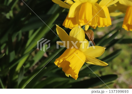 早春の庭に咲く黄色い小さなミニスイセン（テターテート）の花 137399693