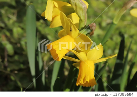 早春の庭に咲く黄色い小さなミニスイセン(テターテート)の花 早春の庭に咲く黄色い小さなミニスイセン(テターテート)の花 137399694