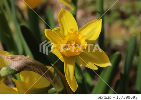 早春の庭に咲く黄色い小さなミニスイセン(テターテート)の花 早春の庭に咲く黄色い小さなミニスイセン(テターテート)の花 137399695