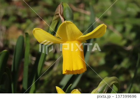 早春の庭に咲く黄色い小さなミニスイセン（テターテート）の花 137399696