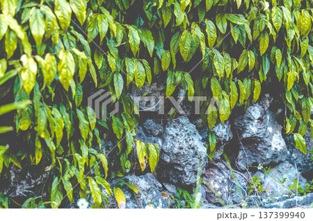 石垣と葉っぱのイメージ　沖縄ヒハツ　 137399940