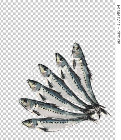Illustration of six sardines arranged in a fan shape, drawn in watercolor [hand-drawn] on white background, transparent background, copy space available 137399964