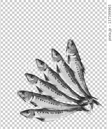 六條單色沙丁魚呈扇形排列，以水彩繪製。材質：[手繪] 白色背景，透明背景，留有空白區域 137399965