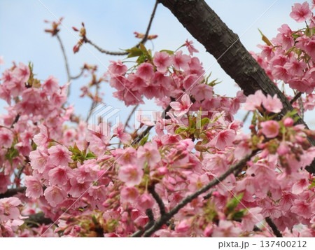満開の稲毛海岸駅前河津桜 満開の稲毛海岸駅前河津桜 137400212