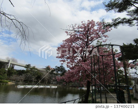 千葉公園面打ち池脇の河津桜 千葉公園面打ち池脇の河津桜 137400215