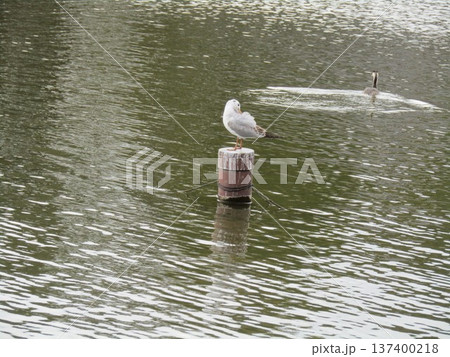 千葉公園綿打ち池に来たユリカモメ 千葉公園綿打ち池に来たユリカモメ 137400218