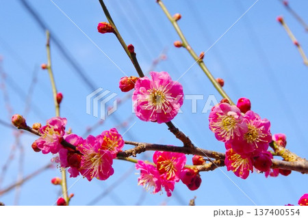 梅の花(八重寒梅) 梅の花(八重寒梅) 137400554