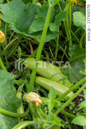 Zucchini can be seen growing among green leaves in a garden. Yellow flowers bloom nearby, showing the freshness of summer gardening Zucchini can be seen growing among green leaves in a garden. Yellow flowers bloom nearby, showing the freshness of summer gardening 137400576