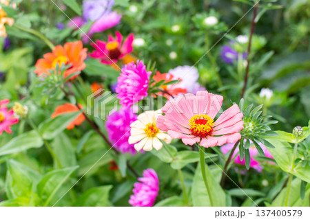 Different flowers are in bloom in a garden. Colors include pink, orange, and purple. Green leaves surround the flowers in a vibrant scene on a sunny day 137400579
