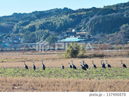 日本一のツルの越冬地　出水 137400878