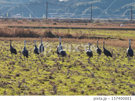 日本一のツルの越冬地　出水 137400881
