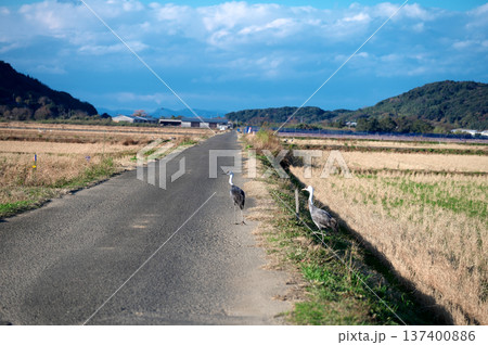日本一のツルの越冬地　出水 137400886
