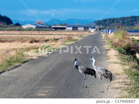 日本一のツルの越冬地 出水 日本一のツルの越冬地 出水 137400887