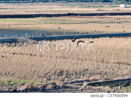 日本一のツルの越冬地 出水 日本一のツルの越冬地 出水 137400894