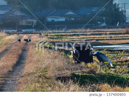 日本一のツルの越冬地　出水 137400903