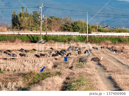 日本一のツルの越冬地　出水 137400906