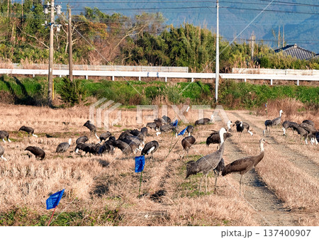 日本一のツルの越冬地 出水 日本一のツルの越冬地 出水 137400907