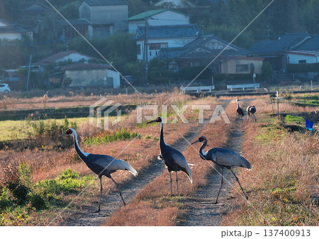日本一のツルの越冬地　出水 137400913