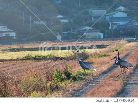日本一のツルの越冬地　出水 137400914